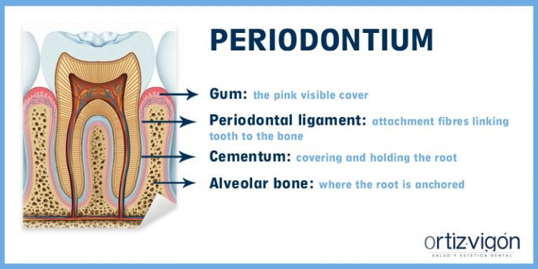 investing layer of periodontium definition
