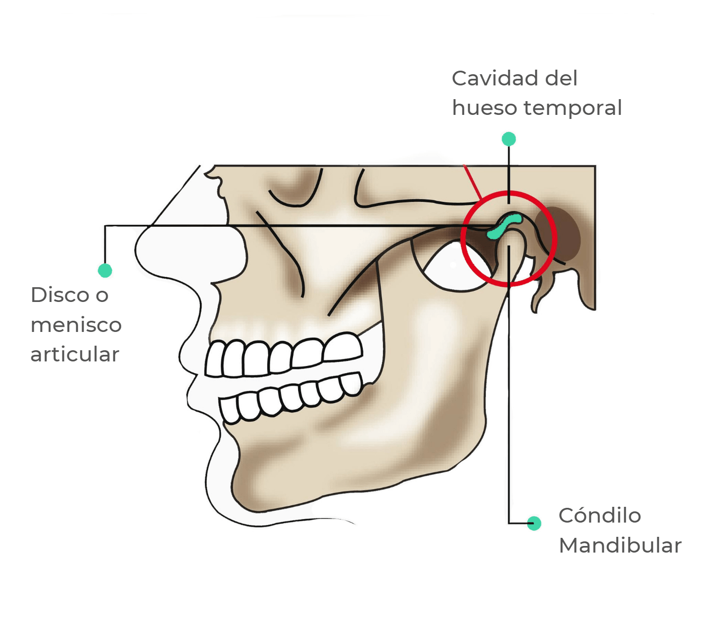 Articulación Temporomandibular - Clínica Ortiz-Vigón